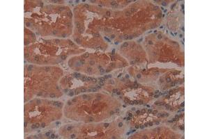 IHC-P analysis of kidney tissue, with DAB staining. (BPNT1 anticorps  (AA 7-308))