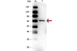 Western Blot of Mouse anti-Bovine Serum Albumin Monoclonal Antibody. (Albumin anticorps)
