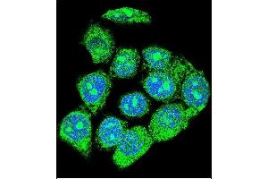 Confocal immunofluorescent analysis of EGR1 Antibody (N-term) (ABIN389442 and ABIN2839514) with hela cell followed by Alexa Fluor 488-conjugated goat anti-rabbit lgG (green).