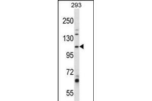 B4GALNT3 Antibody (Center) (ABIN657581 and ABIN2846584) western blot analysis in 293 cell line lysates (35 μg/lane). (B4GALNT3 anticorps  (AA 555-584))