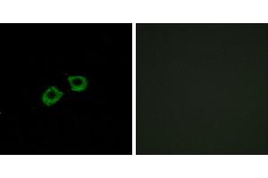 Peptide - +Western blot analysis of extracts from A549 cells, using ARFGEF2 antibody. (ARFGEF2 anticorps)