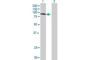 Western Blot analysis of PHF16 expression in transfected 293T cell line by PHF16 MaxPab polyclonal antibody. (PHF16 anticorps  (AA 1-823))