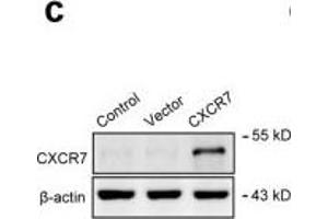 The SDF-1/CXCR7 axis promotes vasculogenesis by MSCs.