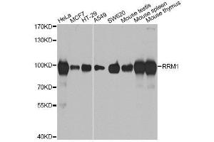 Western blot analysis of extracts of various cell lines, using RRM1 antibody.