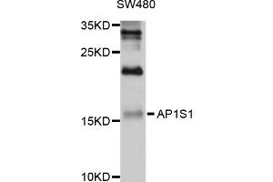 Western blot analysis of extracts of SW480 cells, using AP1S1 antibody (ABIN4902919) at 1:1000 dilution. (AP1S1 anticorps)