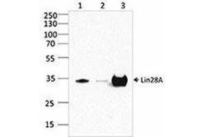Western Blotting (WB) image for anti-Lin-28 Homolog A (C. Elegans) (LIN28A) antibody (ABIN2666352) (LIN28A anticorps)