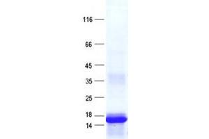 Validation with Western Blot