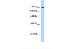 anti-Lysine (K)-Specific Demethylase 6B (Kdm6b) (AA 1613-1662) antibody