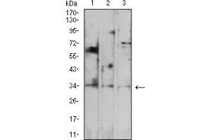 Western blot analysis using PD1 mouse mAb against Jurkat (1), U937 (2), and Hek293 (3) cell lysate. (PD-1 anticorps  (AA 192-288))