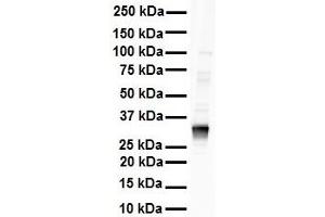 WB Suggested Anti-LDHB antibody Titration: 1 ug/mL Sample Type: Human Raji