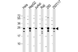 All lanes : Anti-PCMT1 Antibody (Center) at 1:2000 dilution Lane 1: Hela whole cell lysate Lane 2: HepG2 whole cell lysate Lane 3: Jurkat whole cell lysate Lane 4: Raji whole cell lysate Lane 5: 293 whole cell lysate Lane 6: 293T/17 whole cell lysate Lysates/proteins at 20 μg per lane. (PCMT1 anticorps  (AA 93-126))