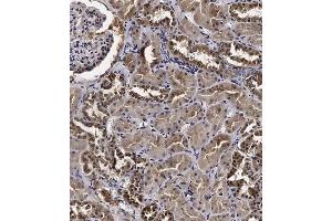 anti-Cyclin Y (CCNY) (AA 140-169) antibody
