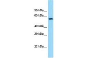 Image no. 1 for anti-Choline O-Acetyltransferase (CHAT) (C-Term) antibody (ABIN6748020) (Choline Acetyltransferase anticorps  (C-Term))