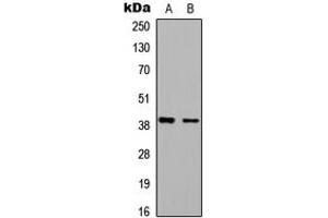 Western blot analysis of BAG1 expression in HEK293T (A), Raw264. (BAG1 anticorps  (Center))