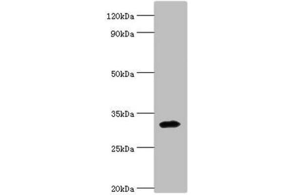ZNF346 anticorps  (AA 1-294)