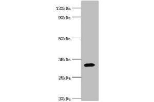 Western blot All lanes: Zinc finger protein 346 antibody at 3 μg/mL + Mouse brain tissue Secondary Goat polyclonal to rabbit IgG at 1/10000 dilution Predicted band size: 33, 36, 30 kDa Observed band size: 33 kDa (ZNF346 anticorps  (AA 1-294))