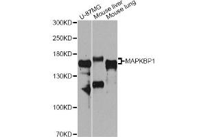 Western blot analysis of extracts of various cell lines, using MAPKBP1 antibody (ABIN6293730) at 1:1000 dilution.