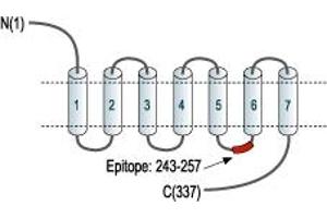 anti-Bradykinin Receptor B1 (BDKRB1) (3rd Intracellular Loop), (AA 243-257), (C250S) antibody