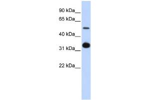 WB Suggested Anti-GDF2 Antibody Titration: 0. (GDF2 anticorps  (Middle Region))