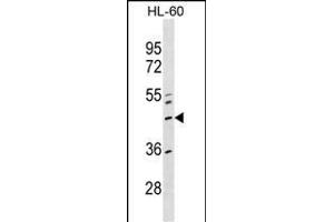 ZN Antibody (Center) (ABIN1537976 and ABIN2849580) western blot analysis in HL-60 cell line lysates (35 μg/lane). (ZNF589 anticorps  (AA 184-210))