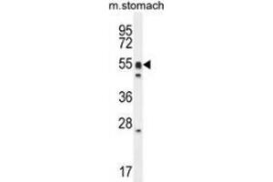 Western blot analysis in mouse stomach cell line lysates (35ug/lane) using DMRTA1 / DMO  Antibody . (DMRTA1 anticorps  (C-Term))