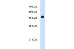 Western Blotting (WB) image for anti-N-Acetylglutamate Synthase (NAGS) antibody (ABIN2463410) (NAGS anticorps)