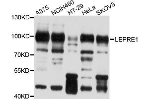 Western blot analysis of extracts of various cell lines, using LEPRE1 antibody (ABIN5998124) at 1/1000 dilution.