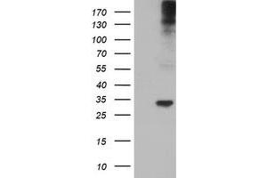 Western Blotting (WB) image for anti-Tryptase gamma 1 (TPSG1) (AA 20-283) antibody (ABIN1491161) (TPSG1 anticorps  (AA 20-283))