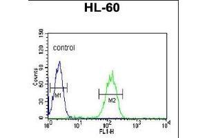 CA5B Antibody (C-term) (ABIN652315 and ABIN2841444) flow cytometric analysis of HL-60 cells (right histogram) compared to a negative control cell (left histogram). (CA5B anticorps  (C-Term))