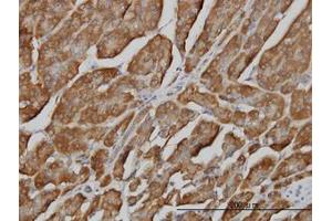 Image no. 3 for anti-3'(2'), 5'-Bisphosphate Nucleotidase 1 (BPNT1) (AA 1-101) antibody (ABIN599133) (BPNT1 anticorps  (AA 1-101))