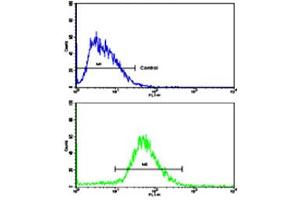 Flow cytometric analysis of HepG2 cells using CDH13 polyclonal antibody (bottom histogram) compared to a negative control cell (top histogram). (Cadherin 13 anticorps  (N-Term))