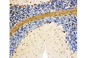 IHC-P: BiP antibody testing of rat cerebellum tissue