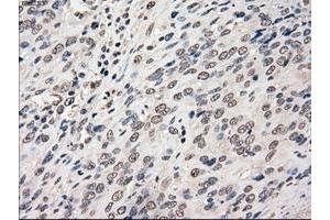 Image no. 13 for anti-P450 (Cytochrome) Oxidoreductase (POR) antibody (ABIN1497744) (POR anticorps)