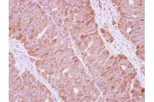 Image no. 1 for anti-Staufen Double-Stranded RNA Binding Protein 1 (STAU1) (AA 86-308) antibody (ABIN1501204)