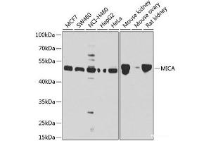 Western blot analysis of extracts of various cell lines using MICA Polyclonal Antibody at dilution of 1:1000. (MICA anticorps)