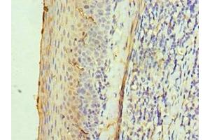 Immunohistochemistry of paraffin-embedded human tonsil tissue using ABIN7142595 at dilution of 1:100 (ALAS2 anticorps  (AA 50-320))