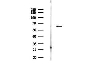 anti-Cyclin L2 (CCNL2) (C-Term) antibody