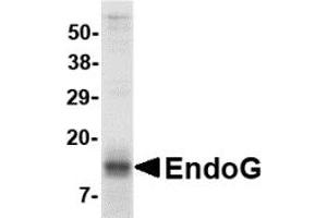 Western Blotting (WB) image for Endonuclease G (ENDOG) (AA 51-140) protein (His tag,Strep II tag) (ABIN2468369) (Endonuclease G Protein (ENDOG) (AA 51-140) (His tag,Strep II tag))