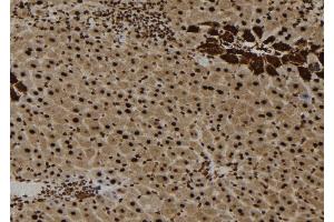 ABIN6273652 at 1/100 staining Mouse liver tissue by IHC-P. (IL16 anticorps  (C-Term))