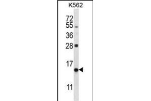 PIK3IP1 Antibody (C-term) (ABIN657714 and ABIN2846702) western blot analysis in K562 cell line lysates (35 μg/lane). (PIK3IP1 anticorps  (C-Term))
