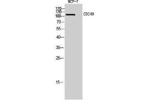 Western Blotting (WB) image for anti-Glutamyl Aminopeptidase (Aminopeptidase A) (ENPEP) (Internal Region) antibody (ABIN3181477) (ENPEP anticorps  (Internal Region))