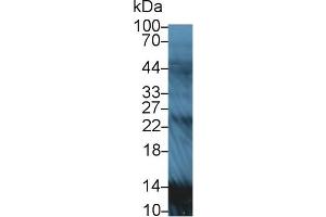Western Blot; Sample: Rat Serum; Primary Ab: 5µg/ml Rabbit Anti-Rat APOA2 Antibody Second Ab: 0.