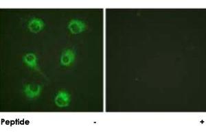 Immunofluorescence analysis of HUVEC cells, using CRKL polyclonal antibody .