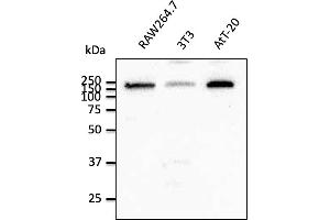Western Blotting (WB) image for anti-Early Endosome Antigen 1 (EEA1) (C-Term) antibody (ABIN1439993) (EEA1 anticorps  (C-Term))