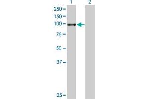 Western Blot analysis of TGM1 expression in transfected 293T cell line by TGM1 MaxPab polyclonal antibody. (TGM1 anticorps  (AA 1-817))