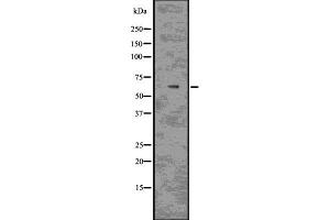 Western blot analysis of MAG using COLO205 whole  lysates. (MAG anticorps  (C-Term))