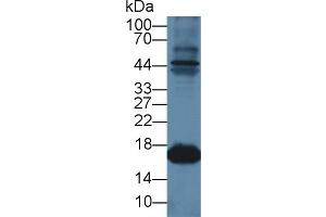 Detection of MYO in Caprine Skeletal muscle lysate using Polyclonal Antibody to Myoglobin (MYO) (Myoglobin anticorps  (AA 1-154))