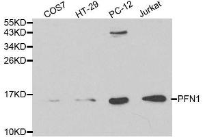 Western blot analysis of extracts of various cell lines, using PFN1 antibody. (PFN1 anticorps  (AA 1-140))