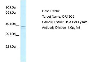 Host: Rabbit Target Name: OR13C5 Sample Tissue: Human Hela Whole Cell Antibody Dilution: 1ug/ml (OR13C5 anticorps  (N-Term))