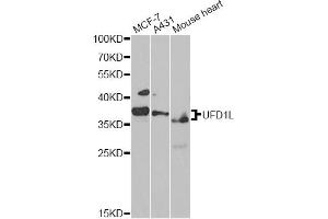 Western blot analysis of extracts of various cell lines, using UFD1L antibody. (UFD1L anticorps)